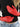 010499.ROSS_1.jpg