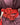 003229.ROSS_1.jpg